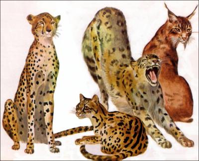 Comment s'appellent ces quatre flins ?