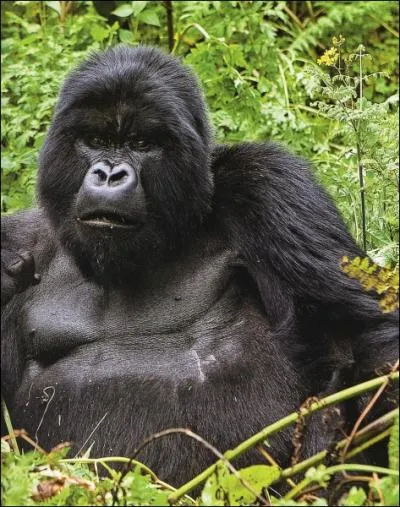 Cette espce de singe, en voie de disparition, vit uniquement au Congo et au Rwanda. C'est le... ?
