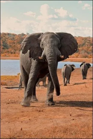 C'est le plus grand des lphants. Voici... ?