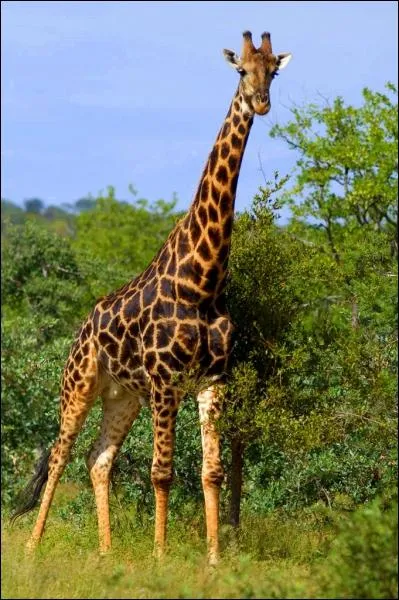 Pouvant atteindre plus de 5, 5m, c'est l'animal le plus haut du monde. Il s'agit de la... ?