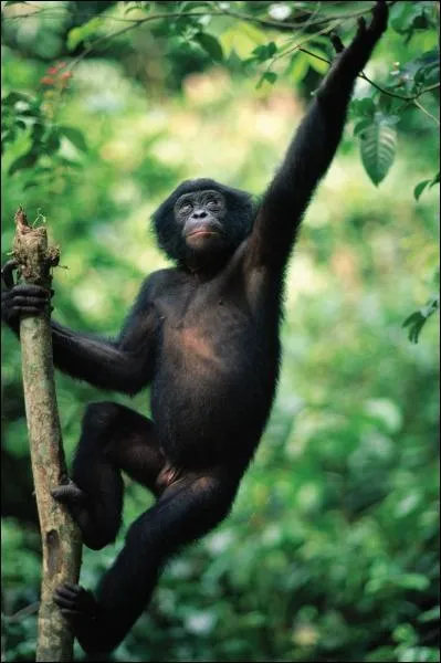 Ces grands singes d'Afrique quatoriale sont les plus proches de l'homme. Ce sont des... ?