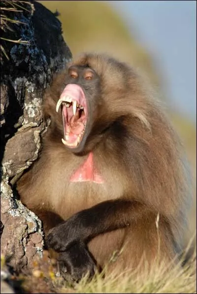 Ce singe vit en Erythre. C'est le babouin... ?