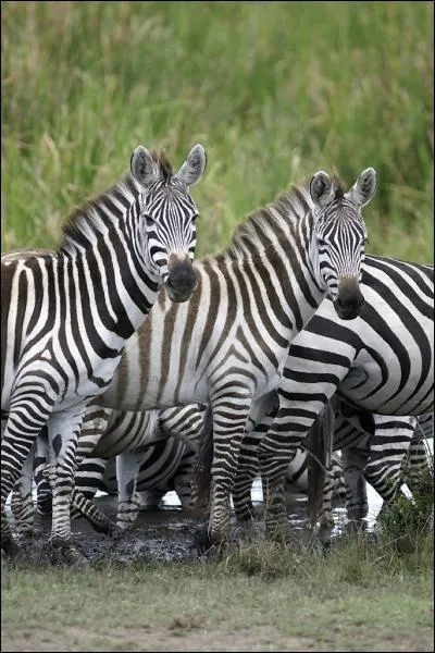 Ces quids  la robe remarquable sont des... ?