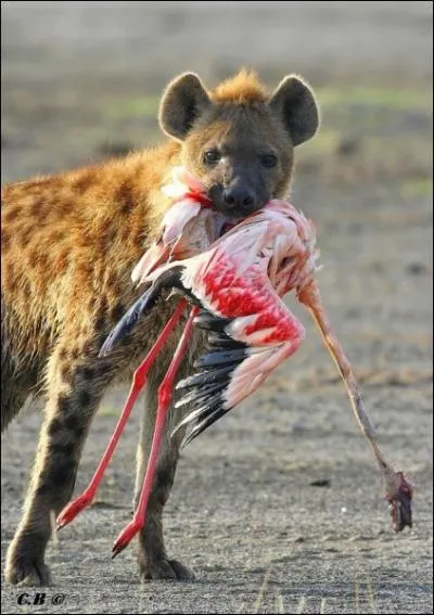 Ce chrognard de la savane a une trs mauvaise rputation. C'est... ?
