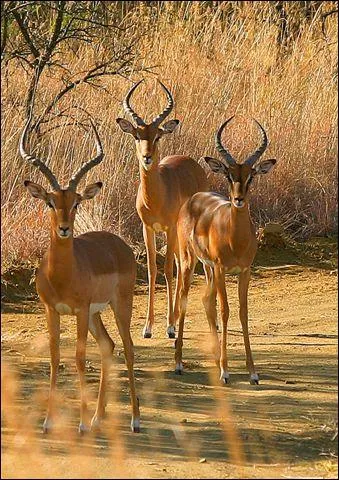 Ces antilopes africaines sont des ... ?