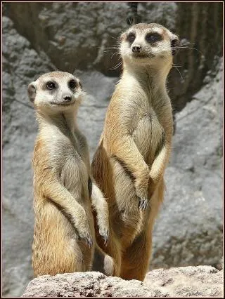 Ce petit carnivore vivant dans le sud de l'Afrique est ... ?