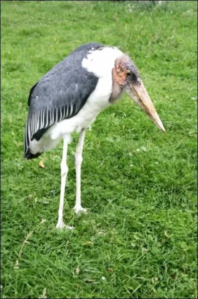 Cet chassier africain est un ... ?