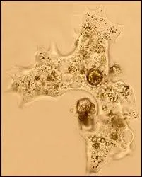 La phagocytose c'est : ...