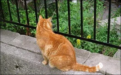 Qui rpond  la mre Michel que son chat n'est point perdu ?