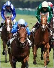 Comment dit-on 'cheval de course' en anglais ?