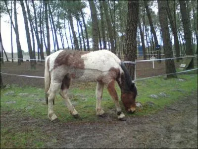 Quelle est la robe de ce cheval ?