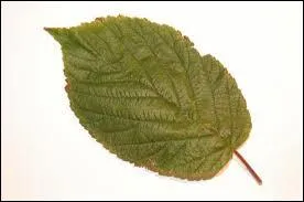 Biologie : comment appelle-t-on la partie vgtale qui relie le limbe de la feuille  la tige ?