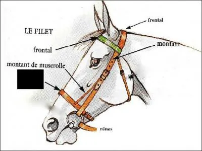 Quelle partie du filet est noircie ?