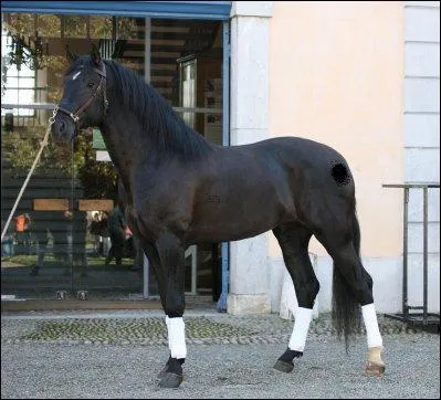 Comment sont ces balzanes ?