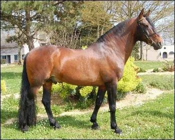 Comment sont ces balzanes ?