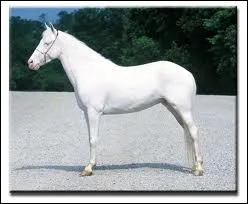 Comment sont ces balzanes ?