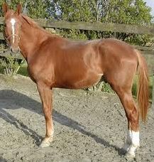 Quiz Galop 2