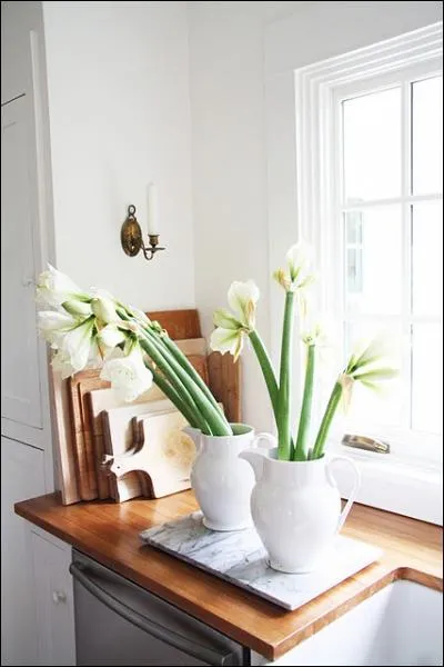 C'est une fleur de saison d'hiver, qui est ici dploye sur deux vases identiques. Quel est son nom ?