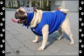 Quel est ce cosplay ?