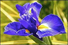 Observation fleurie !