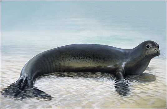 Cette espèce de phoque est en état d'extinction à cause de la pollution, de l'appauvrissement de son habitat et de la chasse. Il reste 600 à 700 spécimens notamment sur les îles Sporade.