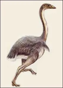 Cet oiseau de Nouvelle-Zlande n'a jamais vol. Il a t chass sans rpit par les Maoris (et par l'aigle gant de Haast). Quel grand oiseau mesurait 3 mtres de haut ?
