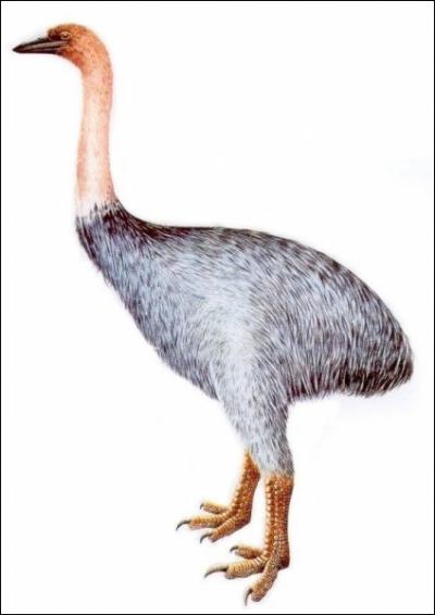 Ces normes oiseaux faisaient partie des ratites et ils vivaient  Madagascar. Ils taient incapables de voler et pesaient parfois plus de 5 tonnes. Ces oiseaux sont des...