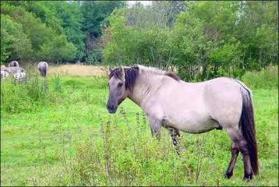 C'est l'anctre de la plupart de nos chevaux actuels. Le dernier spcimen meurt en 1887  Munich. Mais on a russi  reconstituer la race qui est appele 'konik'. C'est...