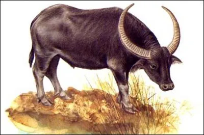 C'est  l'tat sauvage qu'il est le plus en danger. Il est infod aux marais les plus reculs d'Asie du Sud et du Sud-Est. A l'tat domestique, c'est l'espce de buffle la plus courante. C'est...