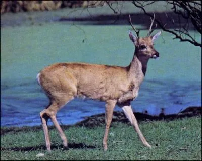 Cet animal est une espce de cervid de petite taille qui habite dans les plaines ouvertes et peu boises d'Amrique du Sud. Il s'agit de la seule espce du genre 'Ozotoceros'. On l'appelle...