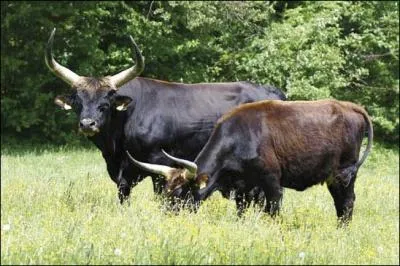 Ce bovid est l'anctre de nos boeufs actuels. Actuellement, il n'existe plus que 3 sous-espces de ce bovid. Il a t domestiqu vers 3000 av JC. Quelle est cette espce ?