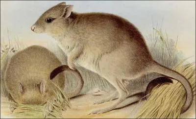 Autrefois ce petit marsupial occupait 60% du continent australien, mais maintenant il occupe 1% du continent. Il est nocturne et se nourrit de bulbes, de tubercules et de champignons. C'est...