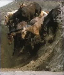 A quel endroit ne faut-il pas toucher le sabot lorsqu'on le cure ?