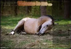 Par quelle brosse commence-t-on le pansage ?