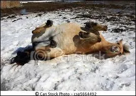 Les chevaux font partie des...