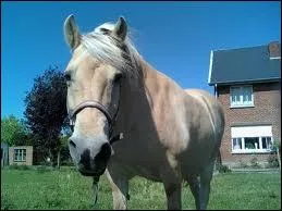 Les chevaux blancs existent-ils ?