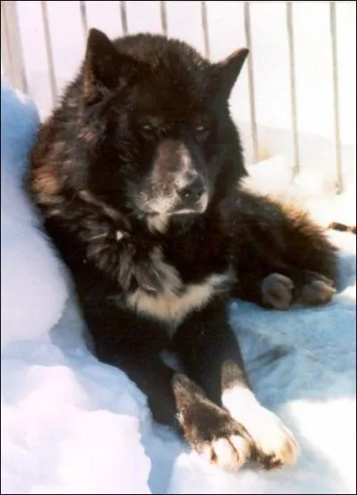 Ce chien de traneau, unicolore ou bicolore, est un... ?