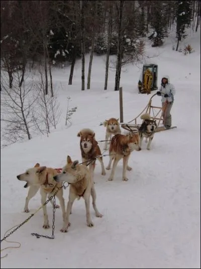 Dans un attelage, on place en tte les chiens les plus... ? (2 bonnes rponses)