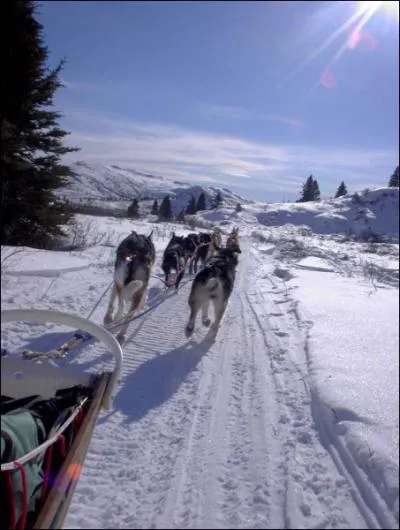 En revanche, les chiens placs  l'arrire de l'attelage doivent tre les plus... ?