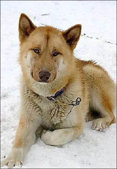 Le groenlandais (trs proche du chien eskimo canadien) a t introduit en France par le voyageur... ?