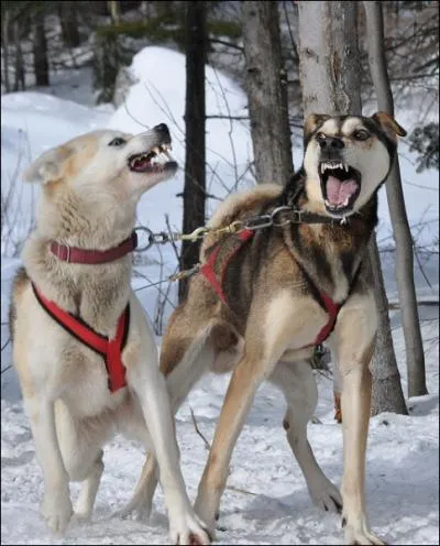 Outre leurs aptitudes physiques, quelles sont les 2 principales qualits des races de chiens de traneau ?