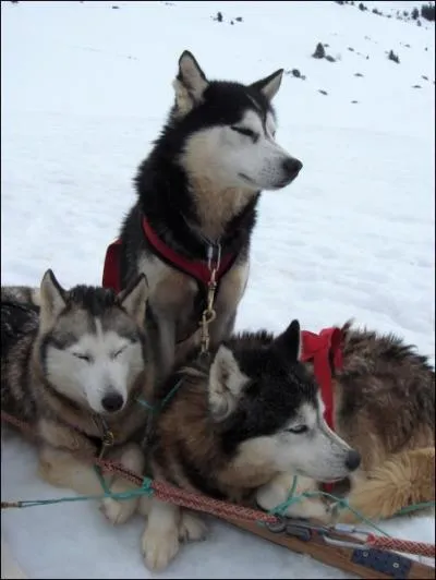 Les chiens de traneau sont tous de type... ?