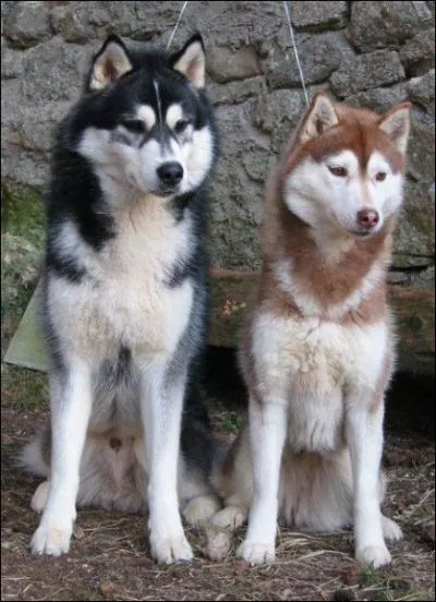 Ces races sont classes comme chiens de travail, c'est--dire dans la catgorie numro... ?