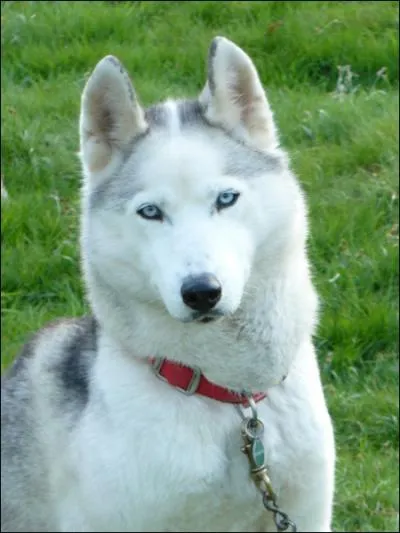 Le caractre du husky est plutt... ? (2 bonnes rponses)