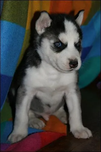 L'esprance de vie moyenne d'un husky est de... ?