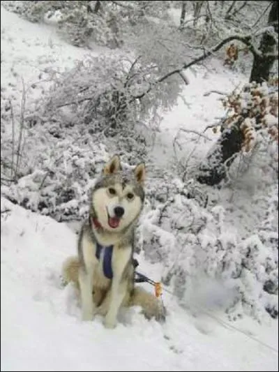 Les chiens de traneau peuvent supporter des tempratures allant jusqu'... ?