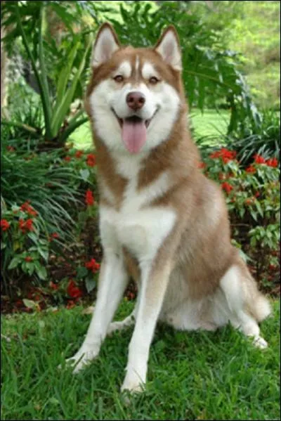 Le husky est originaire... ?