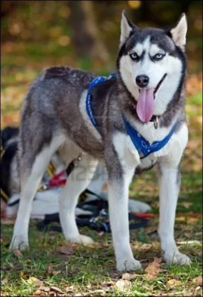 Dans la langue des Tchouktches, le mot 'husky' signifie... ?