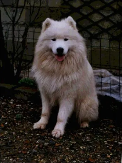 Le samoyde est reconnaissable grce  ... ? (2 bonnes rponses)