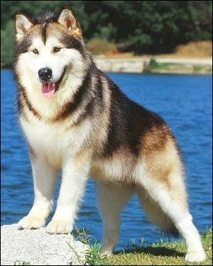 Quelle diffrence d'aspect entre le malamute et le husky ? (2 bonnes rponses)
